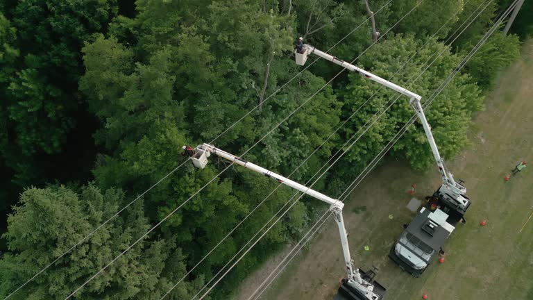 Best Fruit Tree Pruning  in Lake Panasoffkee, FL