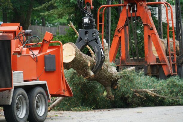 Best Stump Grinding and Removal  in Lake Panasoffkee, FL